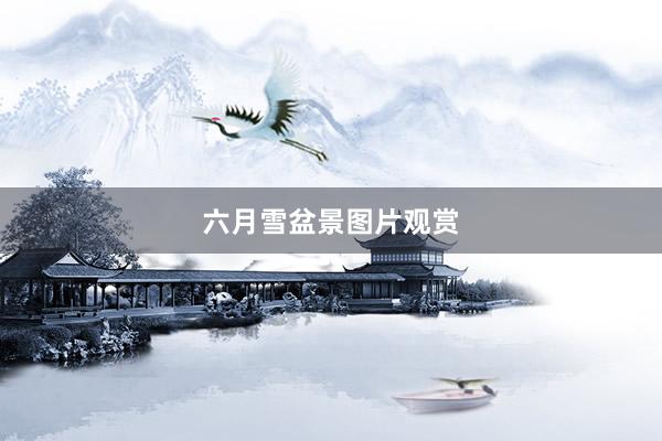六月雪盆景图片观赏